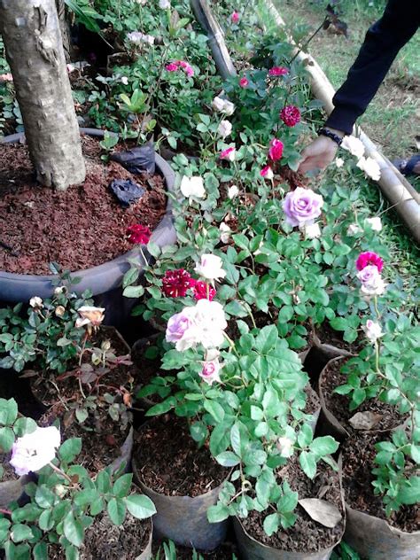 Jual Pohon Mawar Dan Bunga Mawar Berbagai Macam Warna Tukang Taman