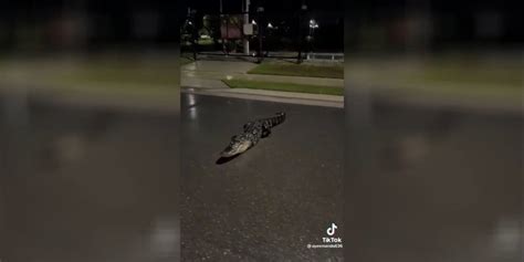 3 Legged Alligator Spotted In Florida Fox News Video
