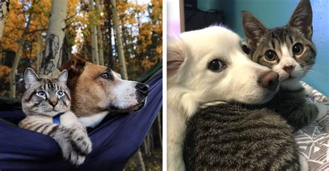 Cats And Dogs Subverting Expectations And Being Best