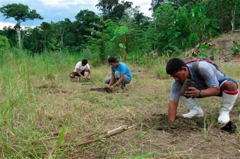 El Manejo Sostenible Del Bosque Tropical Genera Ingresos A Comunidades