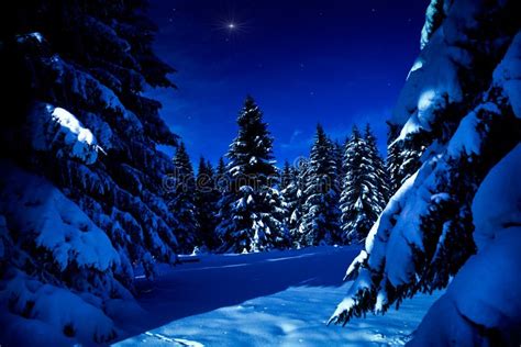 Winter Forest At Night Stock Image Image Of White Winter 18805075