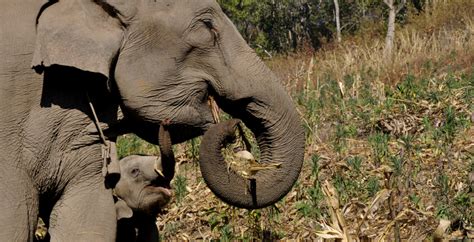 This Is Why You Should Help Protect Elephants Gvi Uk