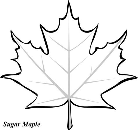 You can also do online coloring for type of maple fall leaf coloring page directly from your ipad, tab or on our webpage here. Free Printable Coloring Pages for Kids | Leaf template ...