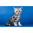 Kittens Kitten Cat Cats Baby Cute Wallpapers HD / Desktop And 