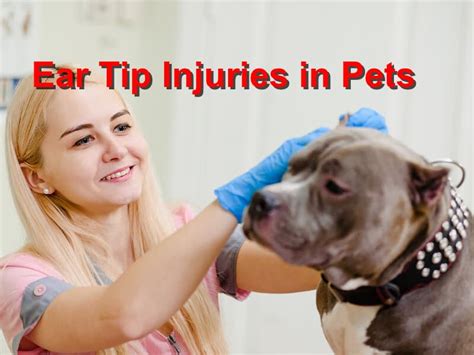 How To Stop Bleeding On Tip Of Dog Ear