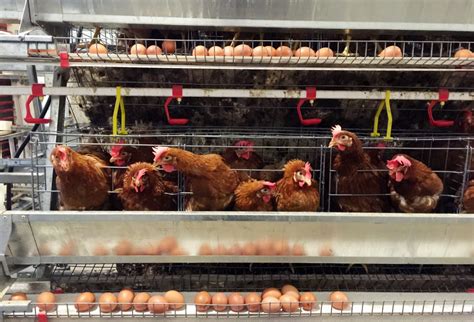 Cara Beternak Ayam Petelur Mulai Dari Doc