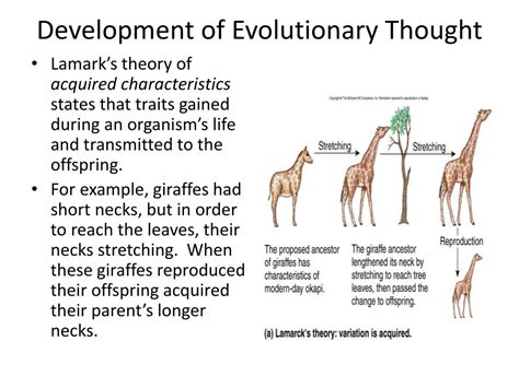 Ppt Chapter 13 Evolution And Natural Selection Powerpoint