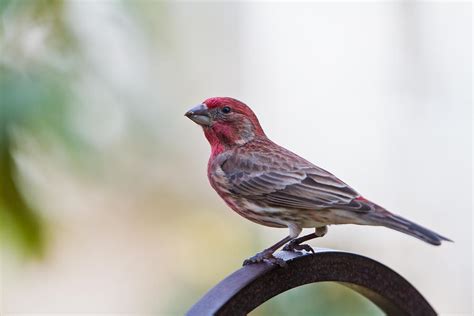 Red Headed Sparrow House Finch Photograph By Kristine Patti