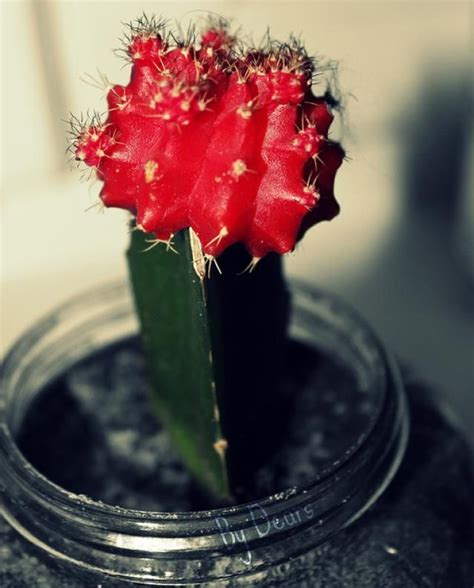Also, is artificial room light there's a small hole with a diameter of about 5 inches in the glass. This Is How to Care and Grow Ruby Ball Cactus (Moon Cactus ...