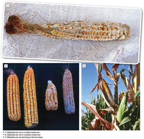 Ear Rots Of Maize A Continuous Threat To Food Safety And Security