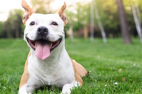 Dog Happiness Stock Photo Download Image Now Istock