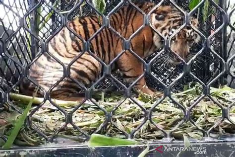 Tiga Harimau Sumatra Ditemukan Mati Di Aceh Selatan Antara News