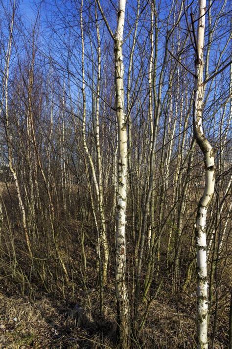 Tall Birch Trees Early Spring In The Park Sunny Day In The Forest