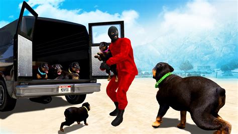 Somebody Took Chops Puppies In Gta 5 Find Them Youtube
