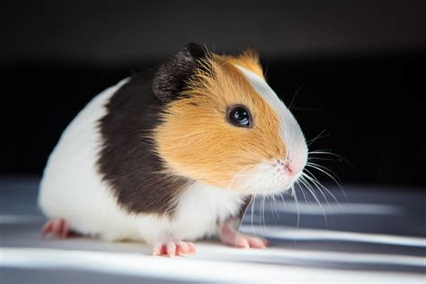 Thinking Of Getting A Guinea Pig Heres What You Should Know