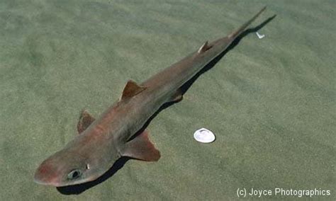 Spiny Dogfish ~ New Jersey Scuba Diving