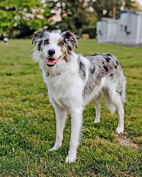 10 Australian Shepherd Mixes Eager For Both Work And Play Okay A Lot