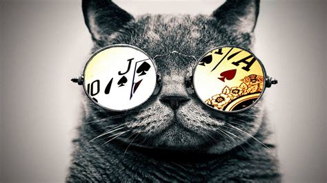 1366x768 Px Aces Cat Glasses High Quality Wallpapershigh