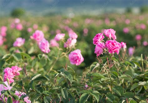 Rosa Damascena Known As The Damask Rose Pink Oil Bearing Flowering