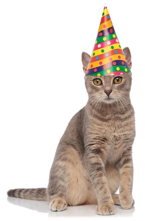 How To Throw A Birthday Party For Your Cat Kitten Birthday Party