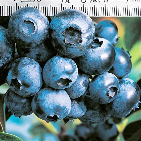 Pinkberry And Blueberry Growing Guide Suttons Gardening Grow How