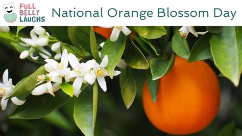 national orange blossom dip