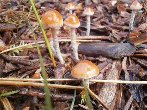 Psilocybe Cyanescens Mushroom Hunting And Identification Shroomery