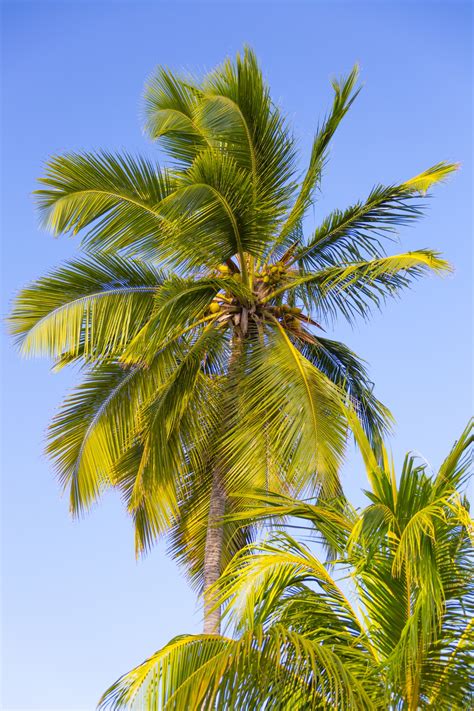 Tropical Palm Tree Free Stock Photo Public Domain Pictures