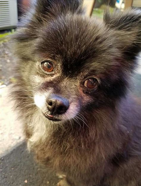 On The Older Doggie Kick This Is My 12 Year Old Toy Pomeranian Baby