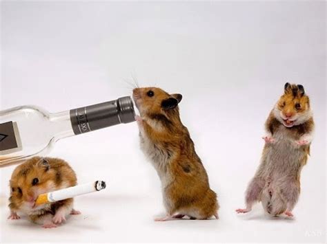 Funny Hamsters Wallpaper For Desktop Funny Animal