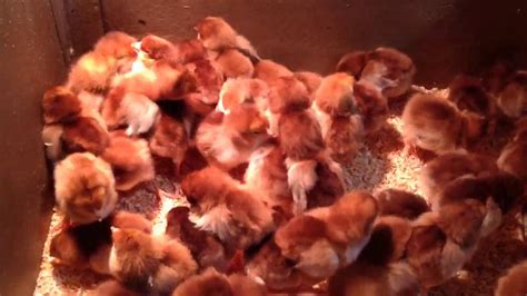 spring chicks at new braunfels feed and supply youtube