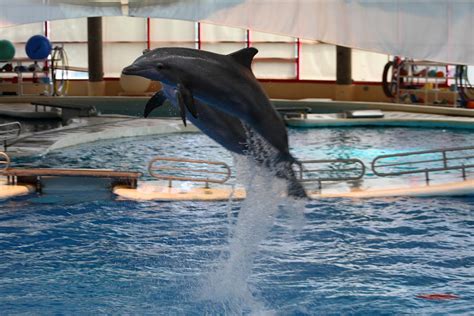 Dolphin Show National Aquarium In Baltimore Md 1212248 Photograph