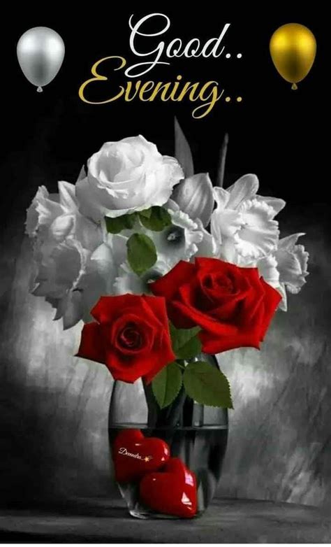 White And Red Good Evening Roses Pictures Photos And Images For