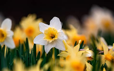 Download Flower Nature Daffodil Hd Wallpaper