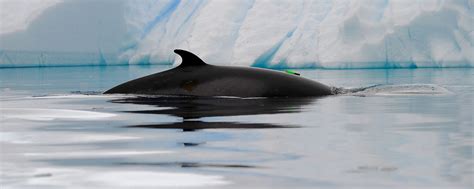Significant Advances In Non Lethal Research On Antarctic Minke Whales Australian Antarctic