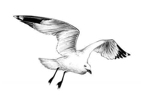 Premium Vector Hand Drawn Sketch Of Seagull In Black Color Isolated