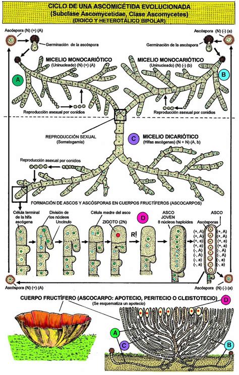 Ascomycetida Evolucionada Ascomycetes 1102×1727 Ciclos De