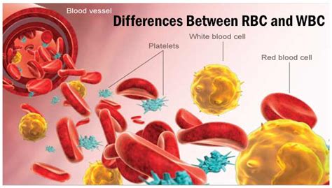 Wbc Radynrabbani