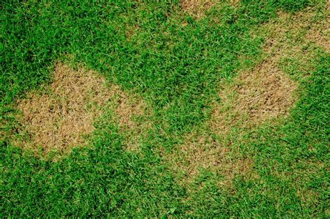 Every home owner competitions darwin's attributes yearly, as 'unusual' and undesirable pot varieties float over your grass and effort producing 'smart' yard development. How Do I Get Rid of Rust in My Lawn?