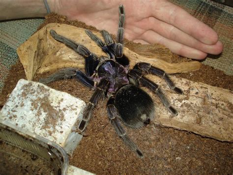 Amazing Tarantula Spider Giant Tarantula Facts Photos Information Habitats News World