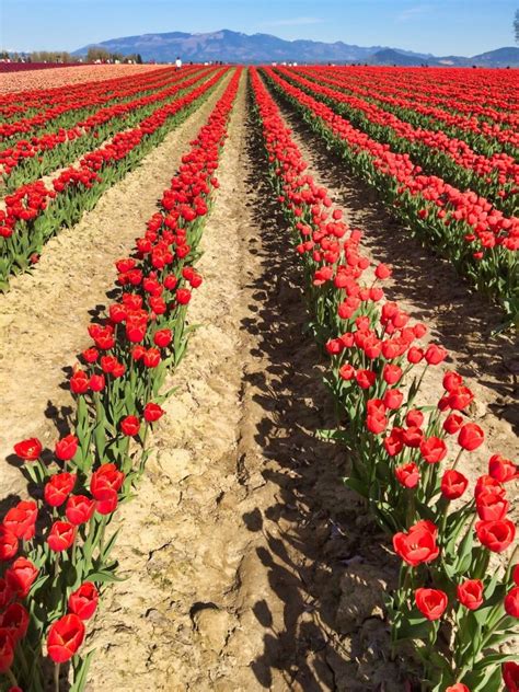 How To Attend The Skagit Valley Tulip Festival In 2023