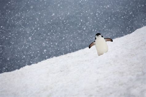 Explore Antarctica Through Breathtaking Photo Collection From Ira Meyer