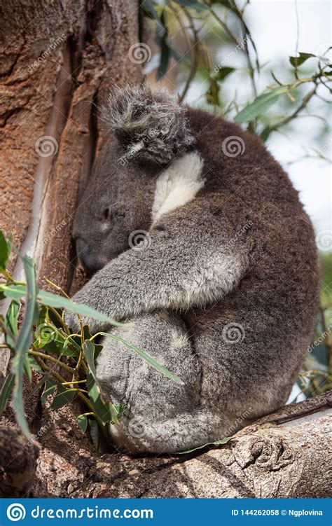 Portrait Cute Australian Koala Bear Sitting And Sleeping