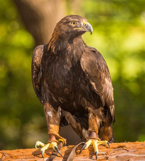 Golden Eagle - Lindsay Wildlife Experience