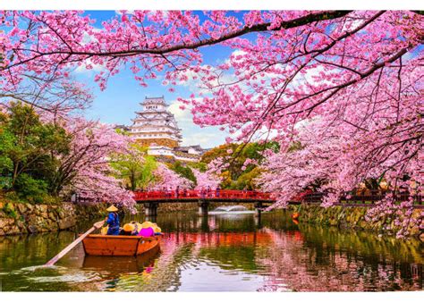 Cherry Blossoms Faq The Ultimate Guide To Sakura Trees Live Japan