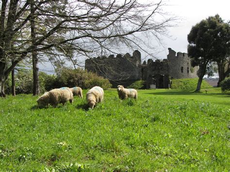 Sheep At Restormel Castle © Gareth James Cc By Sa20