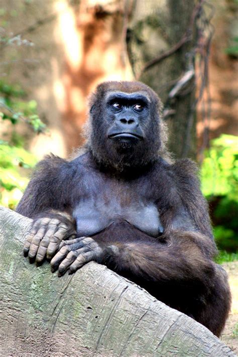 Gorilla Stare This Beautiful Female Gorilla At The Bronx Z Flickr