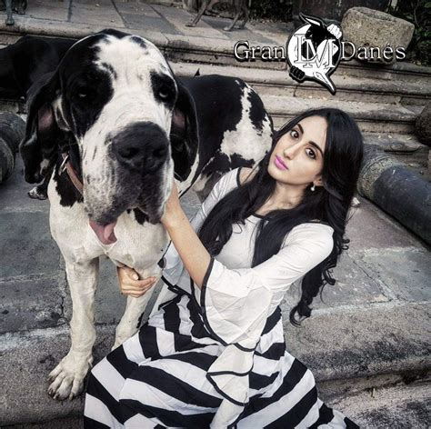 Liz Macias modelando con Minos el gran danes arlequin línea europea