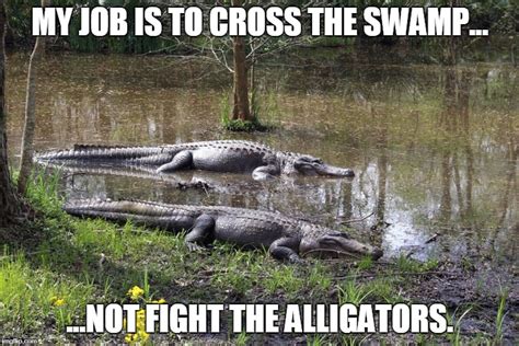 Swamp Memes And S Imgflip