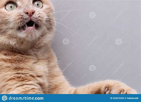 A Frightened Red Cat With An Open Mouth And Bulging Eyes Stock Photo